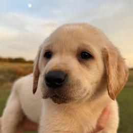 Green Collar Male - Yellow male Labrador Retriever puppy in Salado, Texas from Wild Games Labradors
