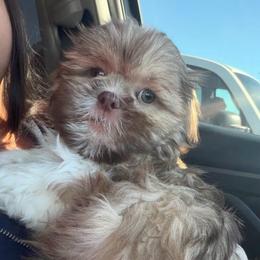 Milo - Liver and white male Shih Tzu puppy in Hemet, California from Aloha Shih Tzu