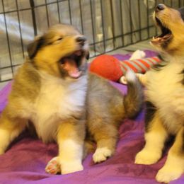 Collie Puppies from Bainwood Collies