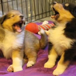 Collie Puppies from Bainwood Collies