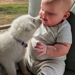 German Shepherd Puppies from Haven Farm