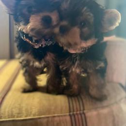 Yorkshire Terrier Puppies from Jeanie Broyles