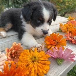 French Vanilla - Black tri male Miniature Australian Shepherd puppy in Sonora, California from Quarle Ranch Mini Aussies