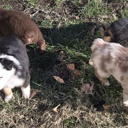 Miniature Australian Shepherds from Brian Harpstrite