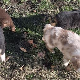 Miniature Australian Shepherds from Brian Harpstrite