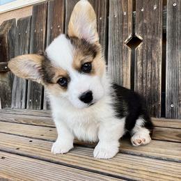 Brittany - Black and tan female American Corgi puppy in Los Lunas, New Mexico from Blue Diamond Welsh corgis