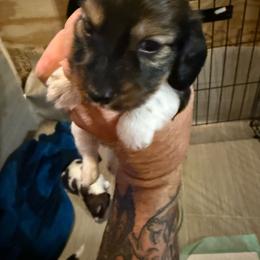Boy 2 - Red male Dachshund puppy in Paisley, Florida from Pantheon Dachshunds
