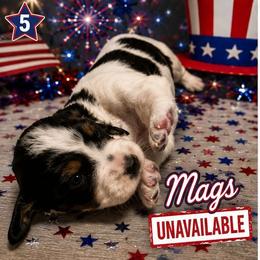 Mags - Black white and tan female English Springer Spaniel puppy in Socorro, New Mexico from Huntin' Buddies