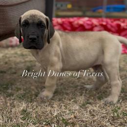 Lincoln - Great Dane