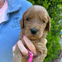 Magenta - Red  female Goldendoodle puppy in Indian Trail, North Carolina from Castleberry Doodles and Poodles