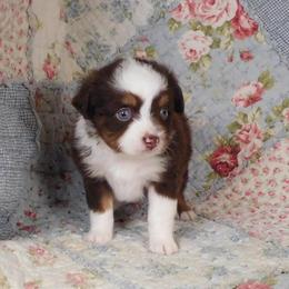 LadyBug - Red tri female Toy Australian Shepherd puppy in Okeana, Ohio from Fetching Toy Aussies