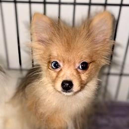 Blitzen - Orange sable male Pomeranian puppy in Gilmer, Texas from Fairchild Fancy Pomeranians and Coachella Pomeranians