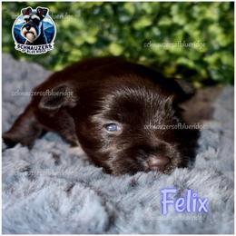 Felix - Liver male Miniature Schnauzer puppy in Spruce Pine, North Carolina from Schnauzers of Blue Ridge