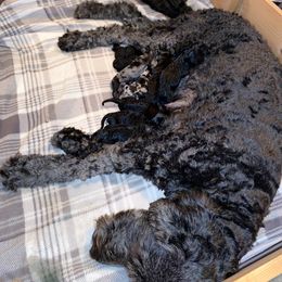 Schnoodle Puppies from Twin Lakes Schnoodles