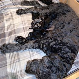 Schnoodle Puppies from Twin Lakes Schnoodles
