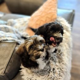 Havanese Puppies from Juniper Grove Havanese