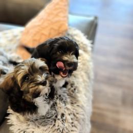 Havanese Puppies from Juniper Grove Havanese