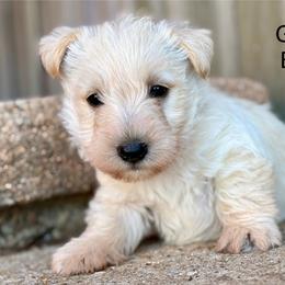Doc - Wheaten male Scottish Terrier puppy in Chattanooga, Oklahoma from Lottie Dottie Scottie’s and Papillons