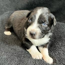 Gunther Male-1 - Black tri-color male Australian Shepherd puppy in Mena, Arkansas from Fat-Bottom Farms