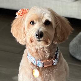 CeCe - Goldendoodle