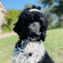 Bernedoodles and Poodles from Budaful Doodles