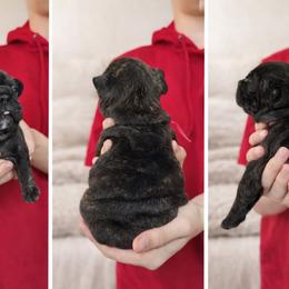 Spicy Red Olive - White and brindle female French Bulldog puppy in Tenino, Washington from Barkumentary Bulldogs (frenchie breeder)
