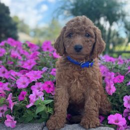 Matt - Red  male Goldendoodle puppy in Oxford, Pennsylvania from FriendlyPals