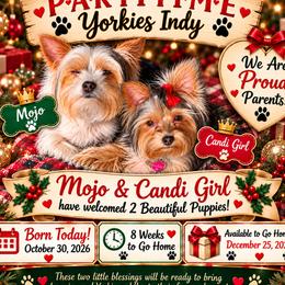Yorkshire Terrier puppies from Parti Time Yorkies Indy