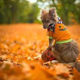 Weston - Red sable male Pomeranian puppy in Liverpool, Pennsylvania from Destination Dalmatian