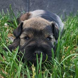 Bennett - Salt and pepper male Miniature Schnauzer puppy in Saratoga Springs, Utah from Happy Beard Schnauzers