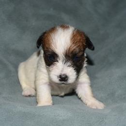 Ina Boy 2 - White and tan male Russell Terrier puppy in Middletown, Virginia from DBF Russell Terriers