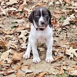 German Shorthaired Pointer Puppies from Jenny Ridge Kennels