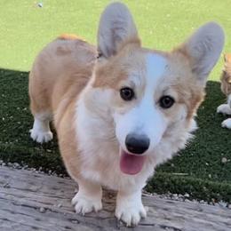 Brisa - Pembroke Welsh Corgi