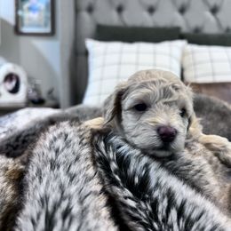 Maltipoo Puppies from Jessica's Maltipoos