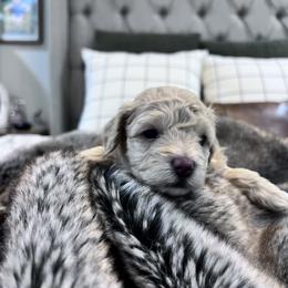 Maltipoo Puppies from Jessica's Maltipoos