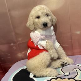 Valentino - White male Poodle puppy in Mobile, Alabama from Semmy’s Standard Poodle LLC