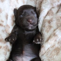 Mocha - Liver female Miniature Schnauzer puppy in Miami, Florida from Chiquiticos Shnauzers
