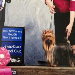 Bondo - Yorkshire Terrier