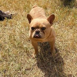 Simba - Liver male French Bulldog puppy in Humble, Texas from Mary_Lands_dog_kennels