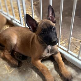 Nova - Fawn female Belgian Malinois puppy in Linwood, Michigan from Gillis Malinois LLC
