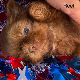 Reef - Brindle male Shih Tzu puppy in Russellville, Kentucky from The Patriot Tzu
