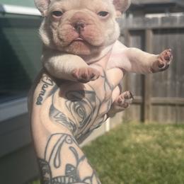 Hermes - White male French Bulldog puppy in Porter, Texas from Red Label Frenchies