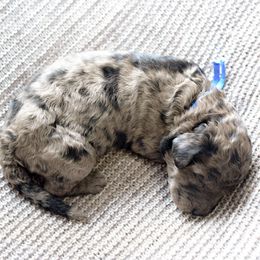 Sheldon Cooper - Merle male Goldendoodle puppy in Dayton, Ohio from Perks Court Doodles