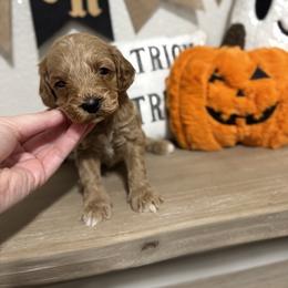 Rummy - Apricot male Cavapoo puppy in Mesa, Arizona from Pedersendoodles