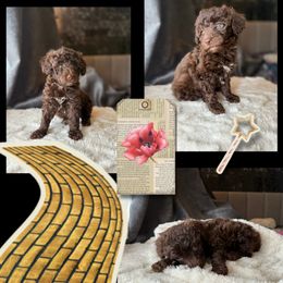 Poodle Puppies from Emerald City Poodles & Doodles