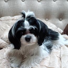 Leya - Black and white female Mal-Shi puppy in Benton Harbor Mi, Michigan from Wiggle Bottom Shih Tzu/Maltese