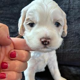 Mario - Buff male Cockapoo puppy in Adrian, Oregon from ApplebyFarm