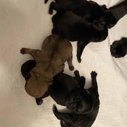 Goose Fawn dark - Fawn Pug puppy in Orange Park, Florida from Living the Dream Pugs of Jacksonville Florida