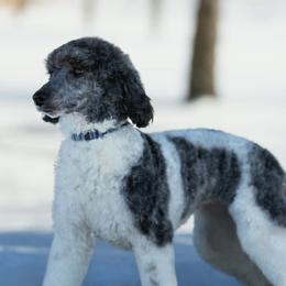Luna - Poodle