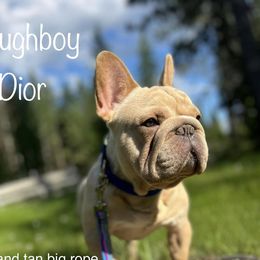 Doughboy - French Bulldog